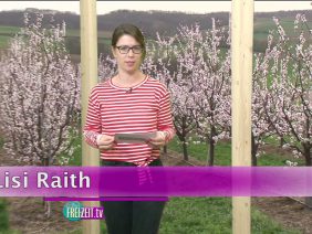 ATTO Elektroroller Im Test