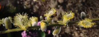 Bienen Begrüssen Frühling 2020