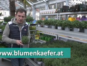 Gartentipp Gewürzkräuter 2021 Efz193
